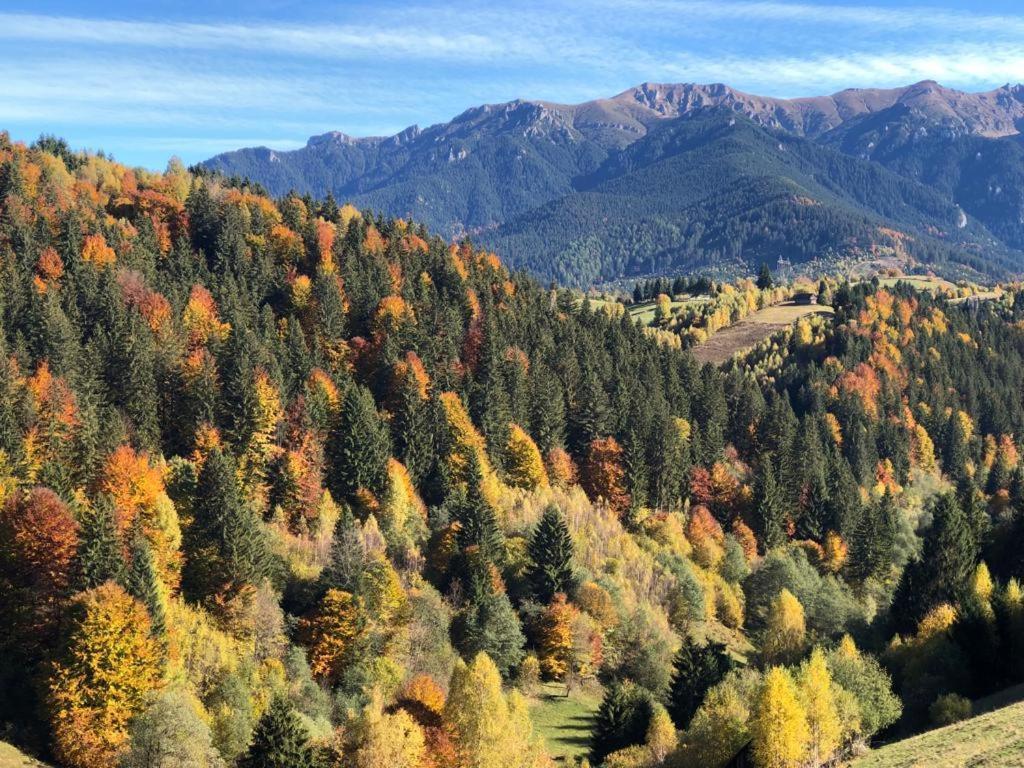 On Top Chalet Bran (Brasov) Exterior foto